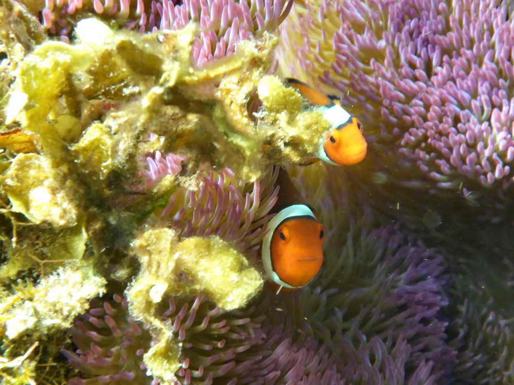 Leben in Symbiose: Clownfisch und Seeanemone